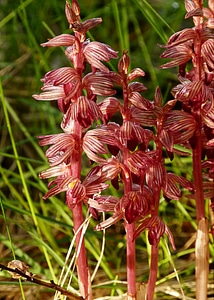 Red red flower coralirhizae striata