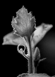 Sheet plant garden nature