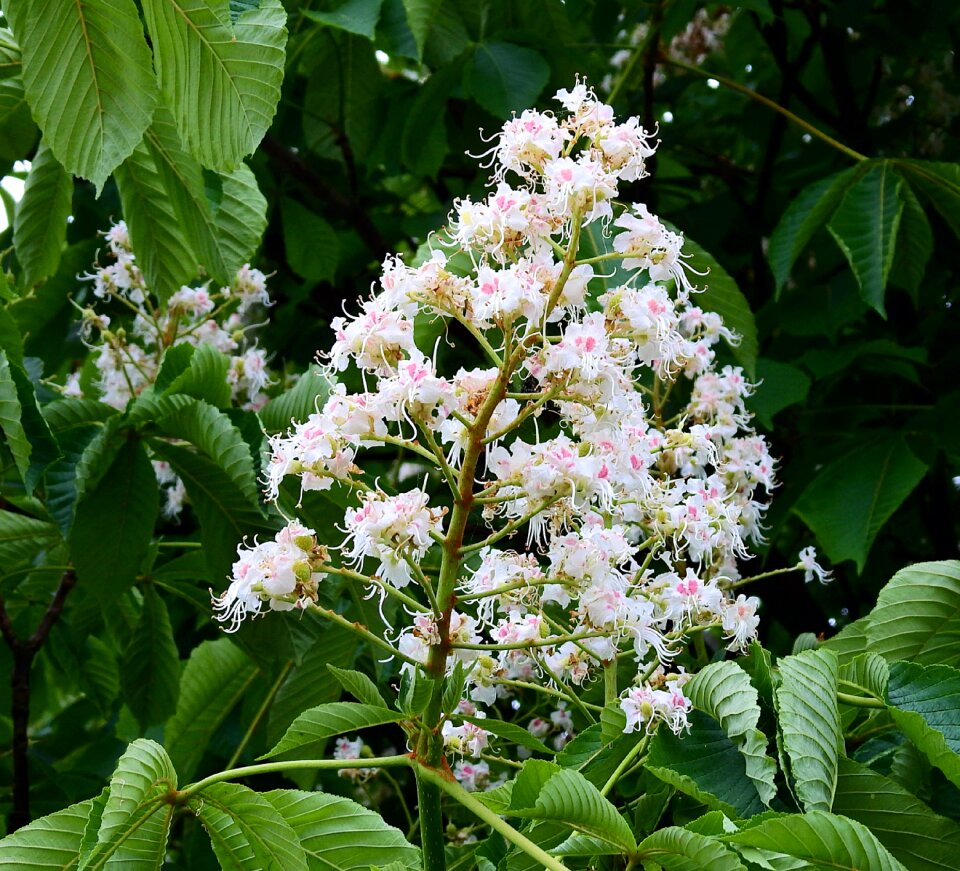 Horse chestnut white nature flower chestnut