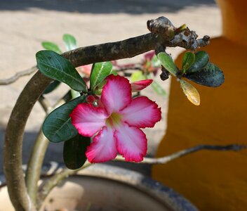 Flower condao vietnam