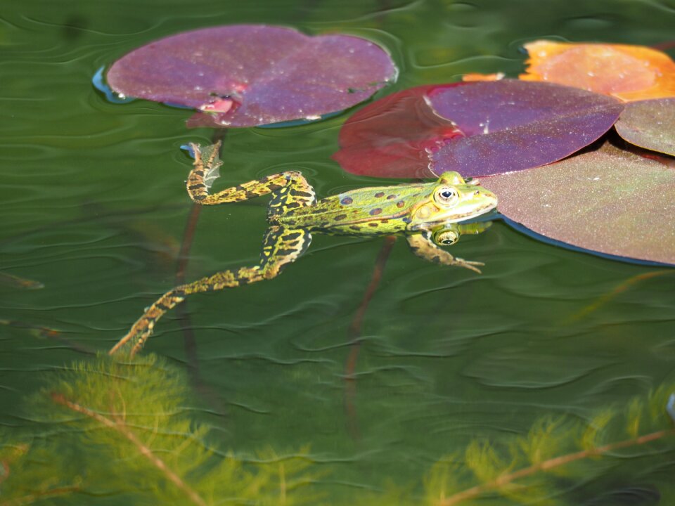 Croak amphibians amphibian photo