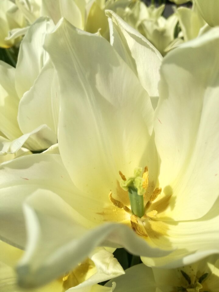 Tulips summer Free photos