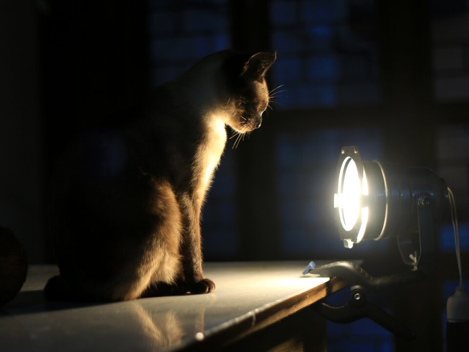 Spotlight siamese sitting