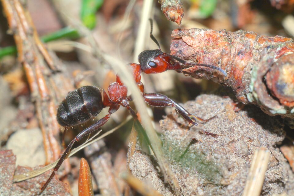 Ant macro closeup