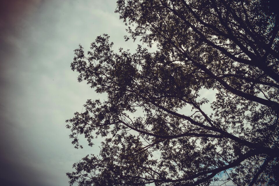 Sky depression the branch of a tree