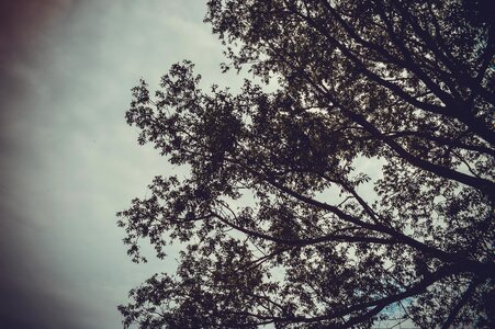 Sky depression the branch of a tree