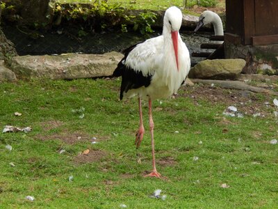 Wings baby stork nature photo