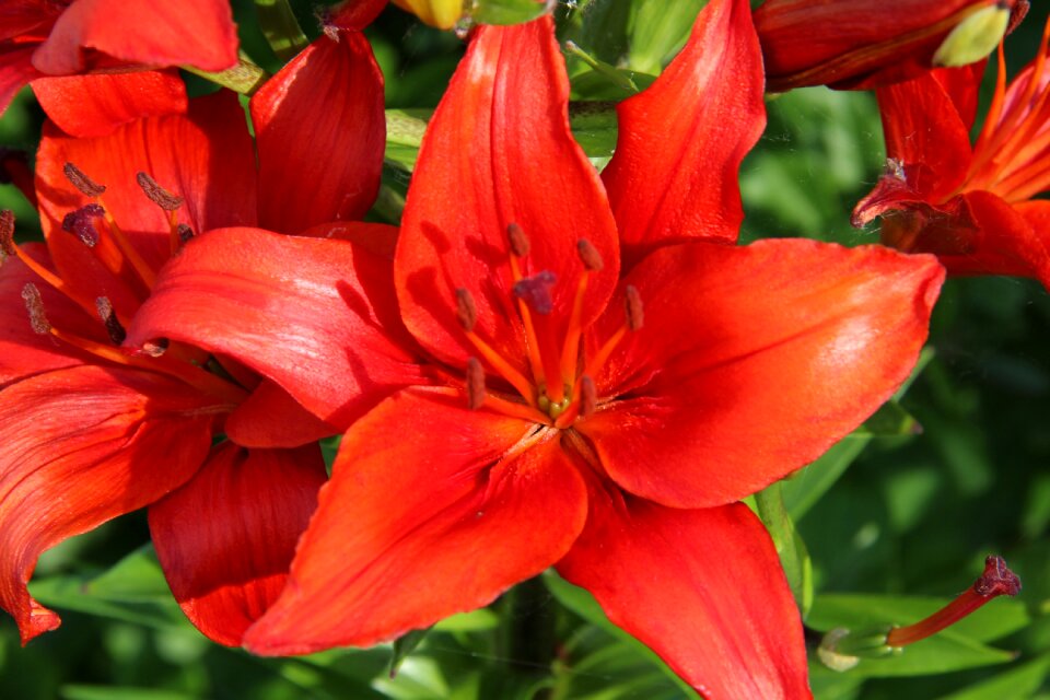 Red flower red flowers close up