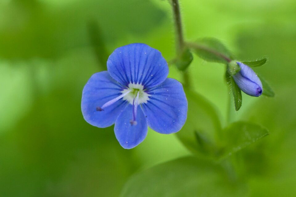 Nature flowers wild plants