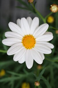 Flower summer garden