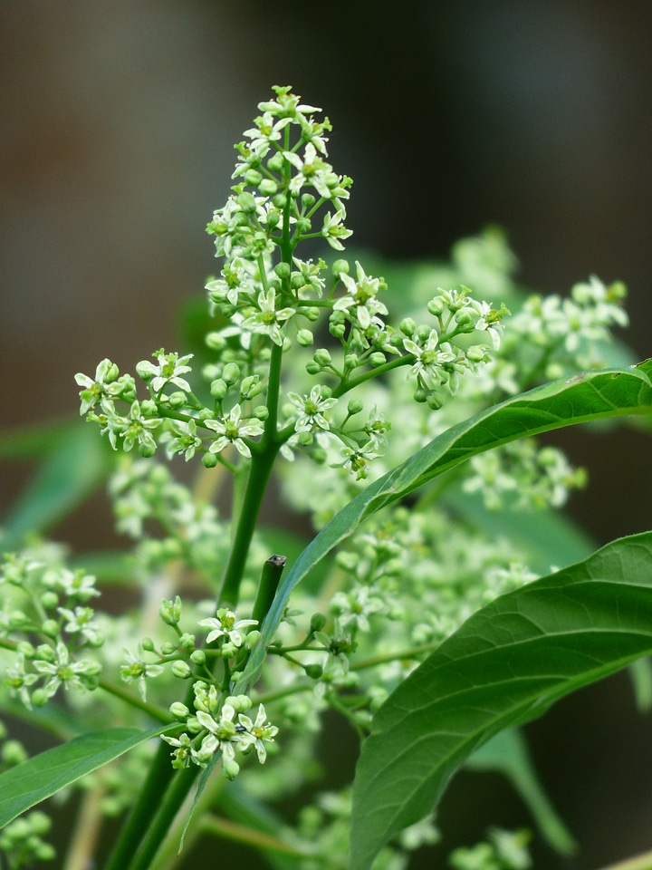 Foliage ailanthus altissima green