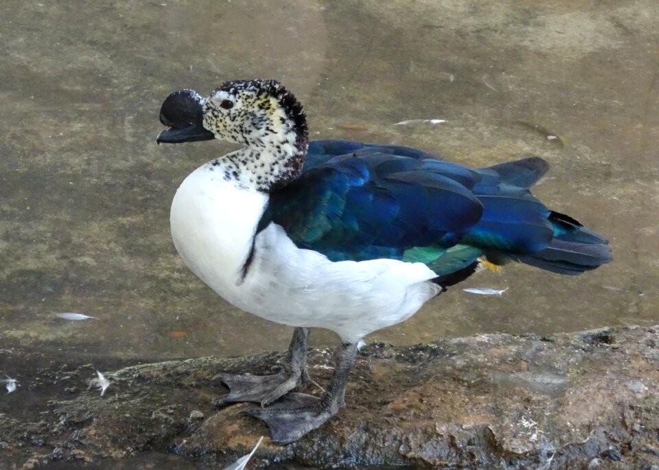 Sarkidiornis melanotos african comb duck water fowl