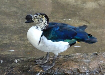 Sarkidiornis melanotos african comb duck water fowl
