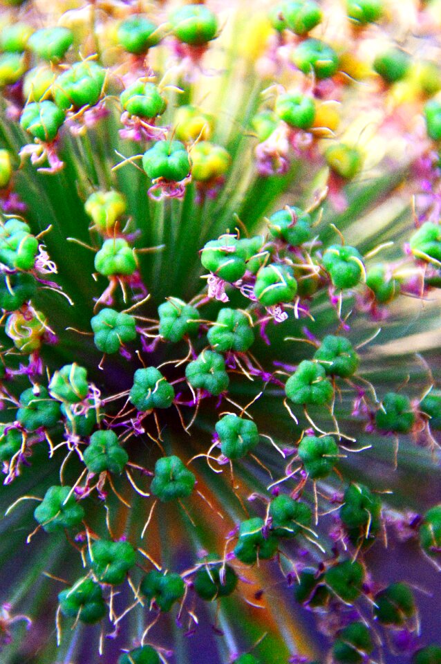 Onion blossom mood plant