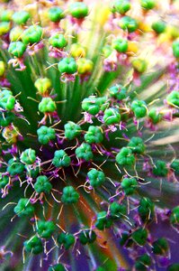 Onion blossom mood plant