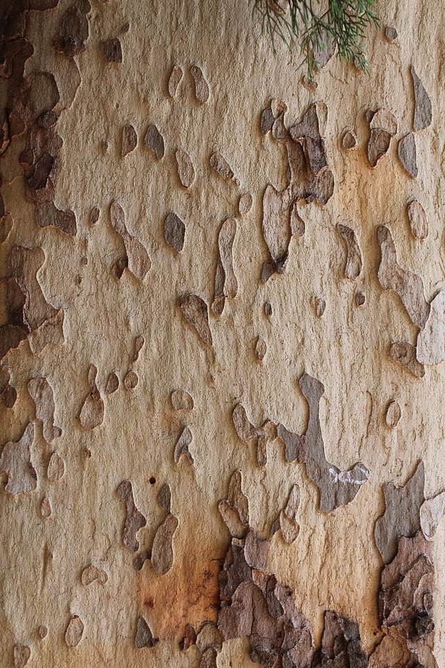 Scorza tree trunk bark
