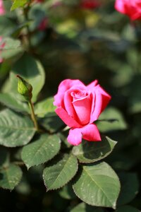 Pink rose beautiful love
