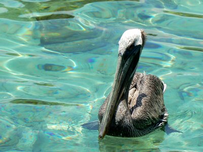 Pelican sea island