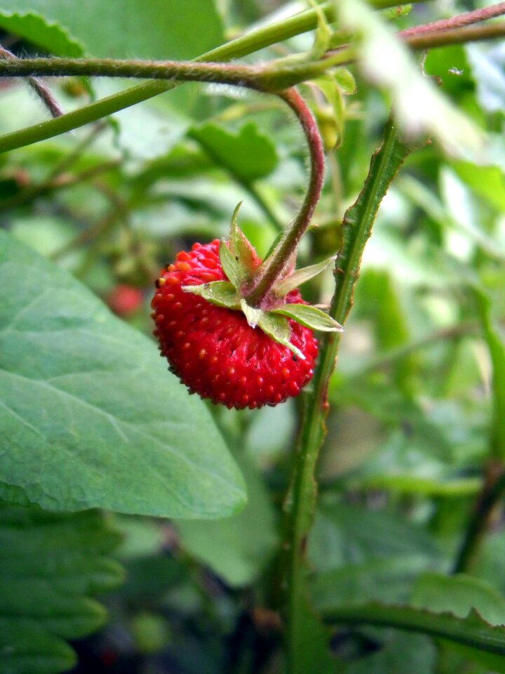 Fruit flavor nature