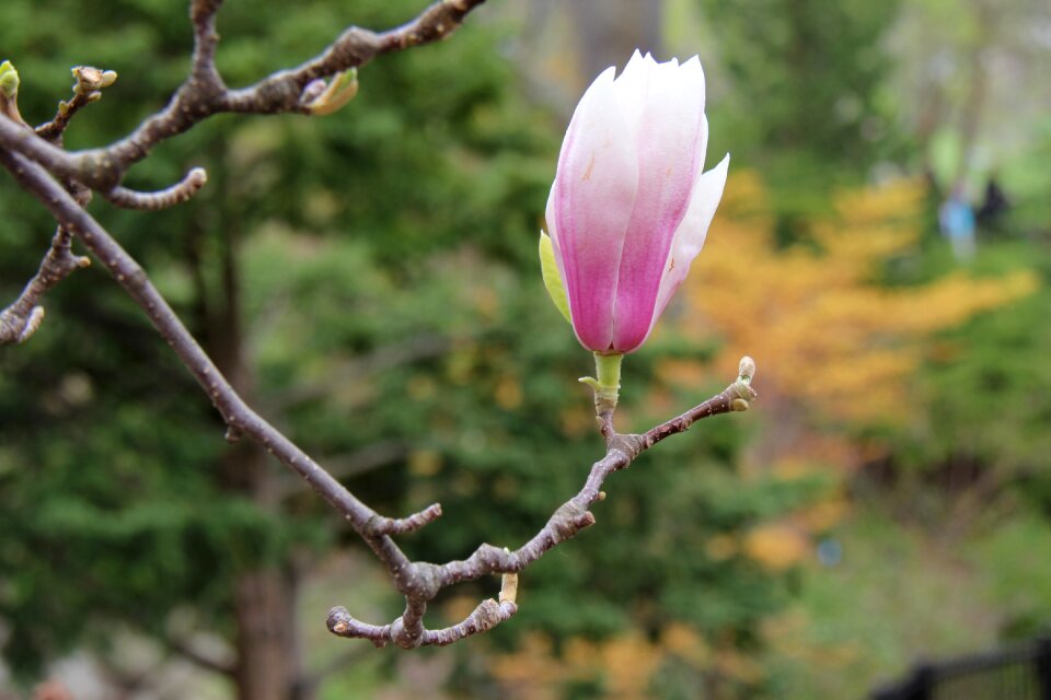 Outdoors tree flora