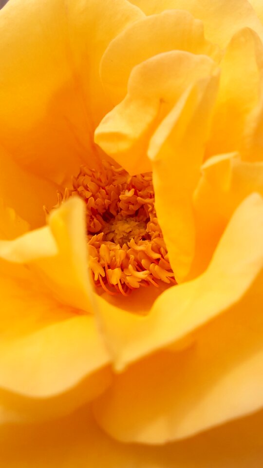 Rose yellow bud