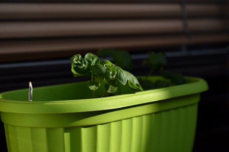 Basil herb Free photos