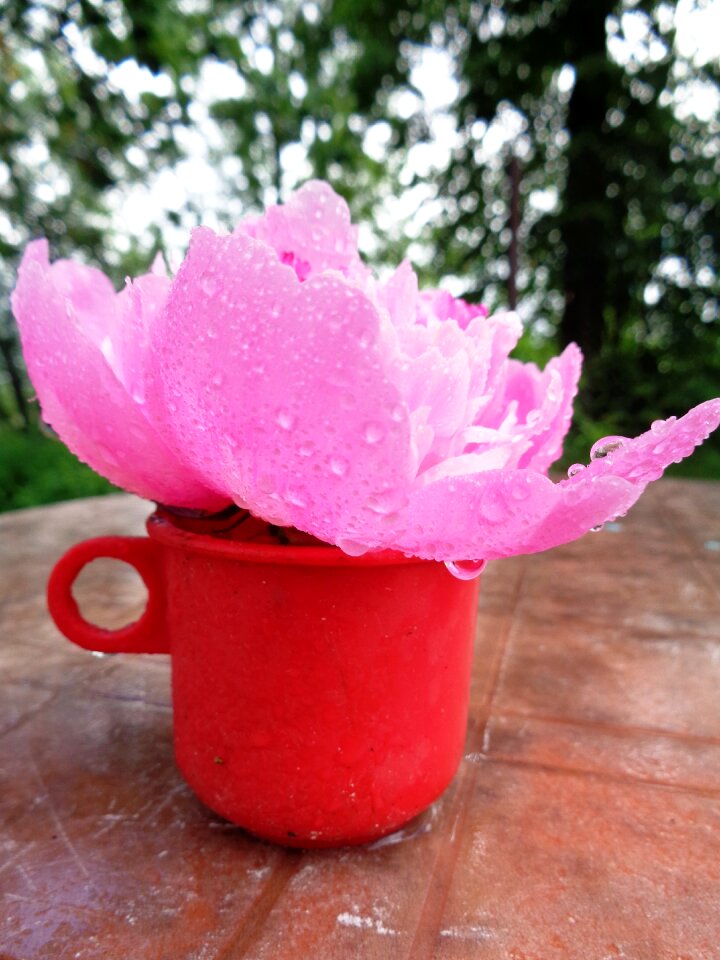 Peony pink peony rosa