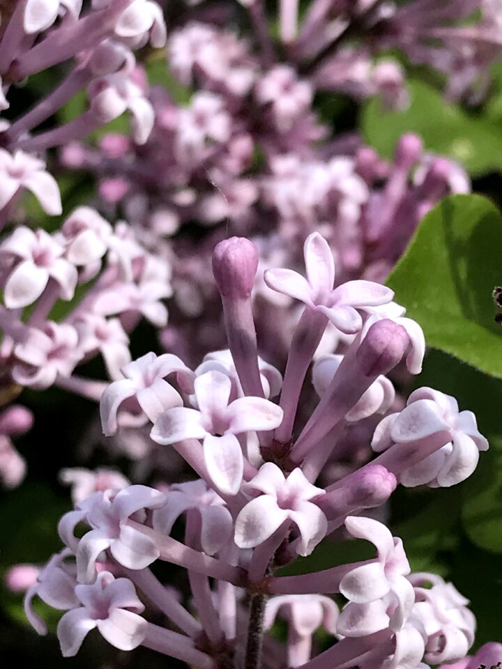 Full bloom pink flower nature
