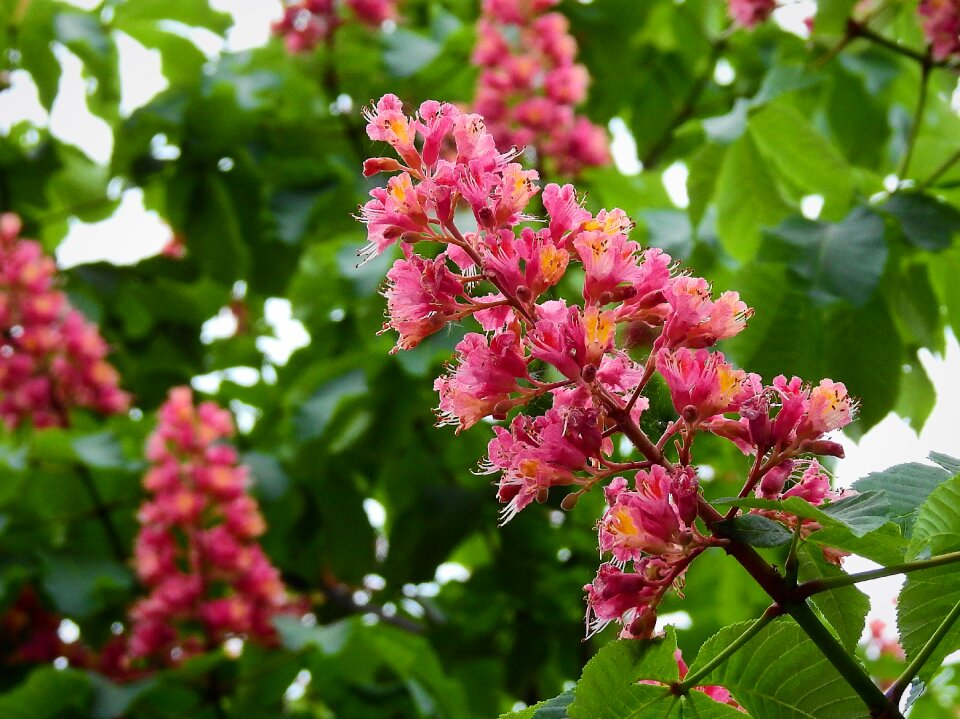 Horse chestnut red spring nature