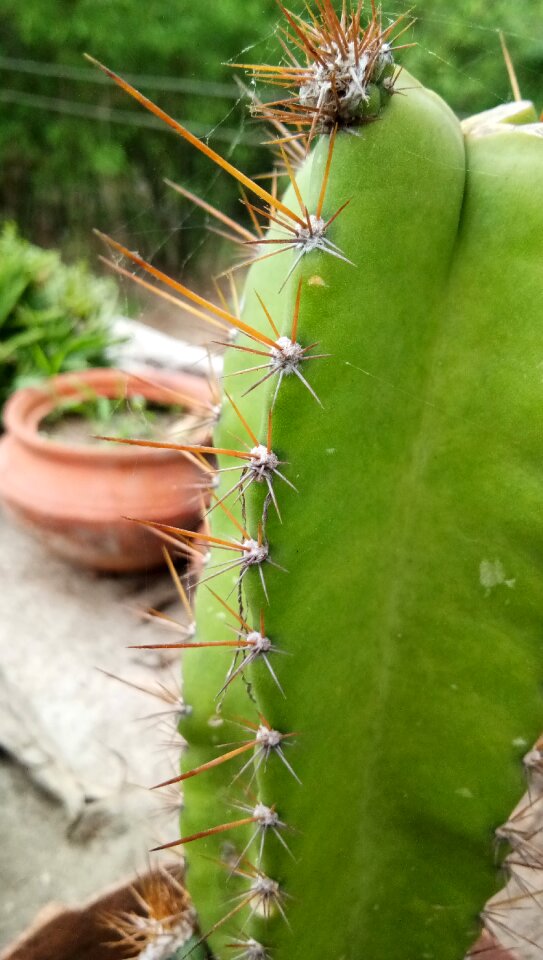 Succulent natures
