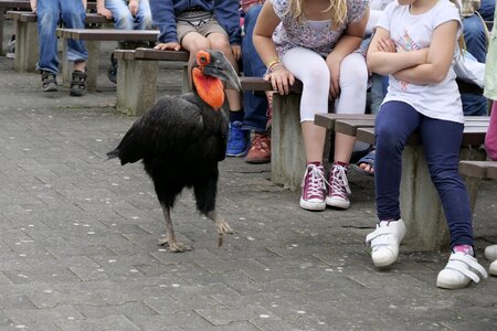Bill hornbill exotic