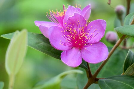 Wild flowers hua xie red photo