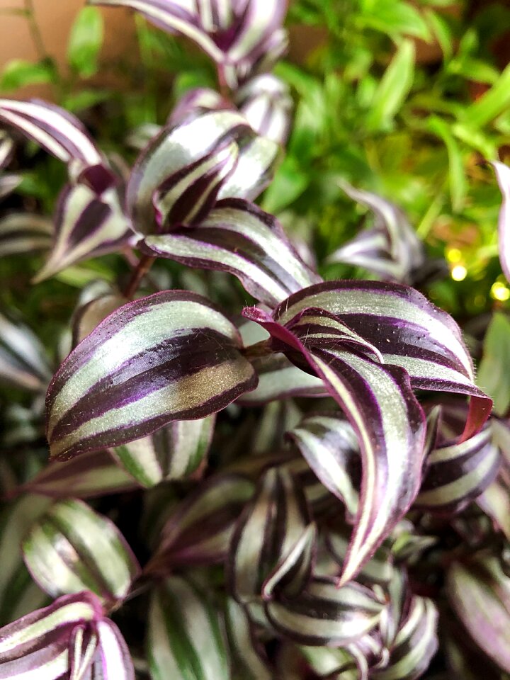 Tradescantia leaf foliage
