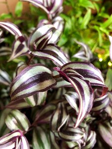 Tradescantia leaf foliage photo