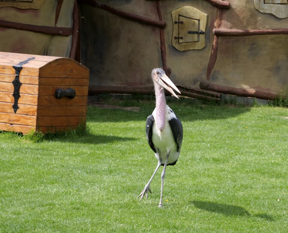 Scavengers birds bird park marlow