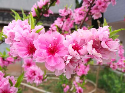 Peach blossom plant flowers photo