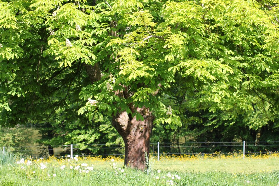 Nature spring field