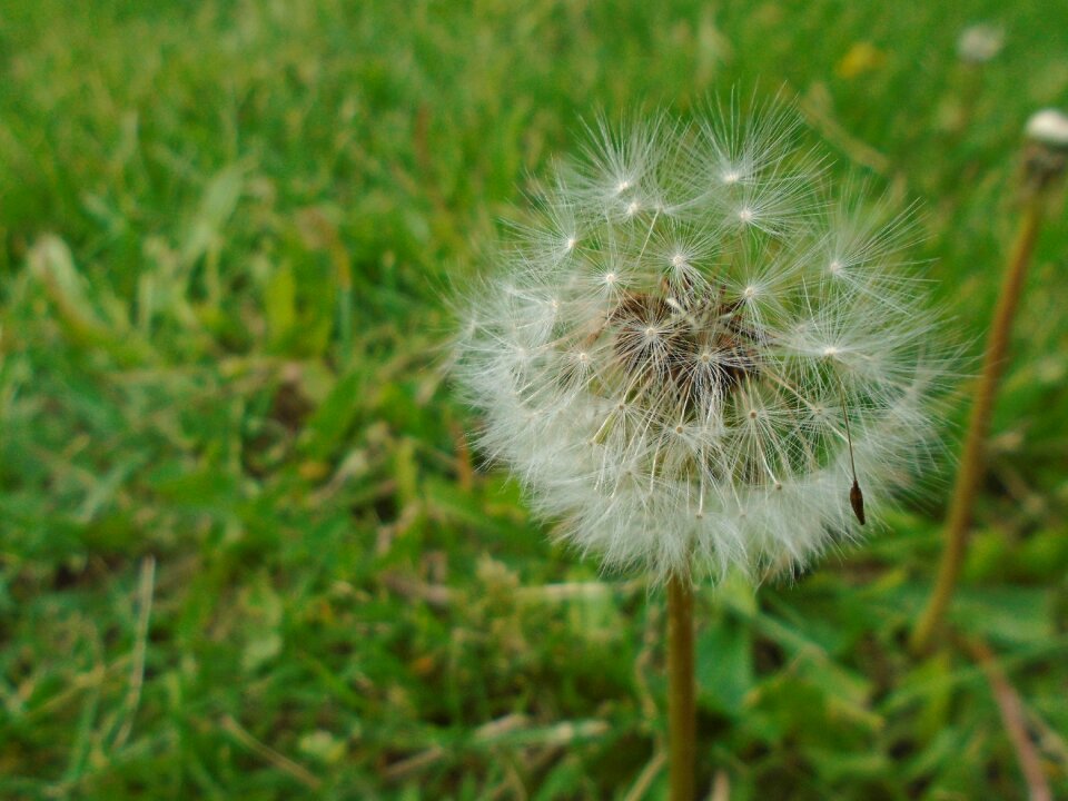 Spring green lawn