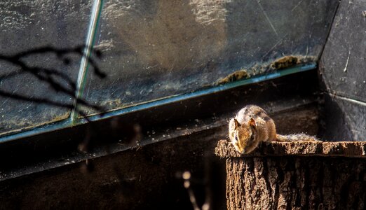 Mammal wild animal cute