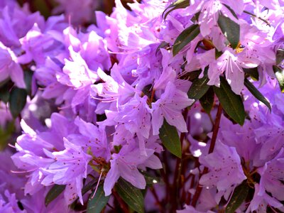 Nature purple plant photo