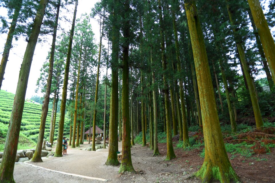 The korea tea plantation