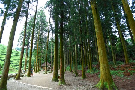 The korea tea plantation photo