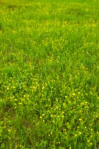 Summer flowers nature flowers yellow photo