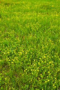Summer flowers nature flowers yellow
