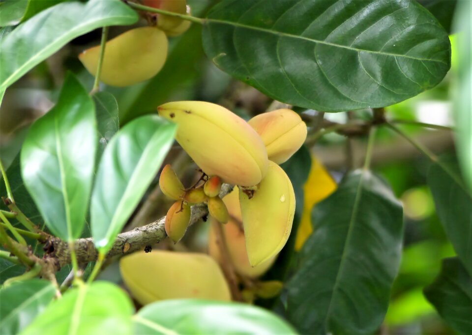 Fruit wild green