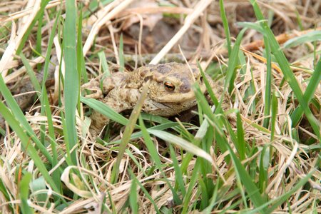 Common toad pond toad migration