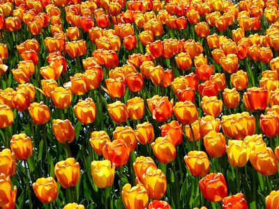Orange yellow lily