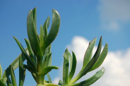 Carpobrotus hottentot fig succulent plant photo