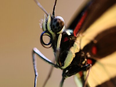 Nature animal antenna