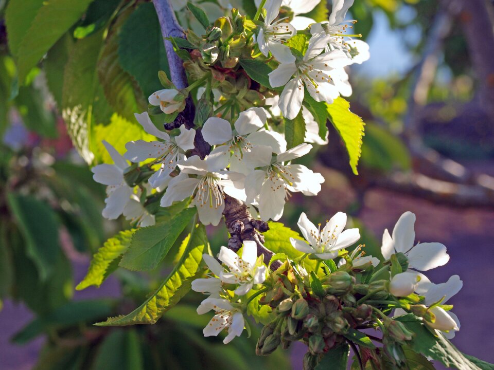 Flower apple tree white flower nature
